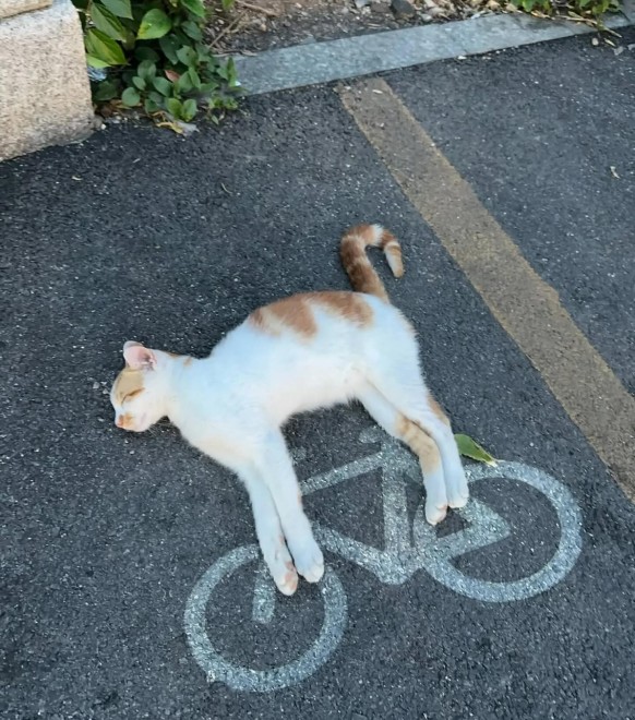 Mi C015 Tour de France..jpg