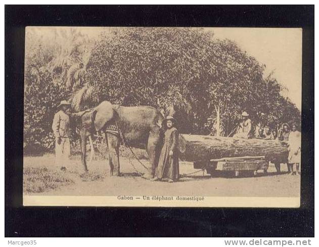 Elephant Gabon.jpg