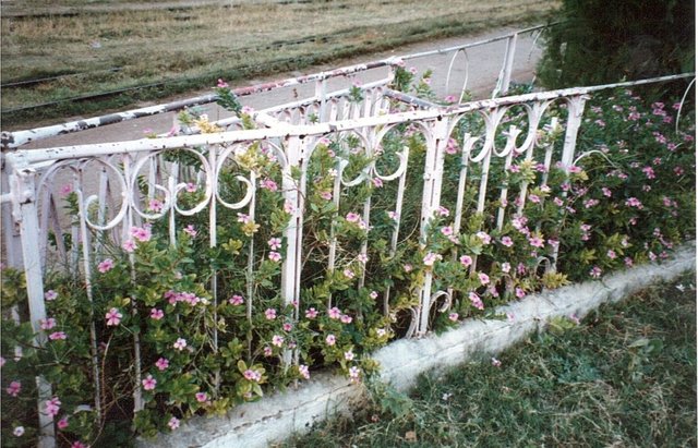 Ethiopie Jardin Dire Dawa 2s.jpg