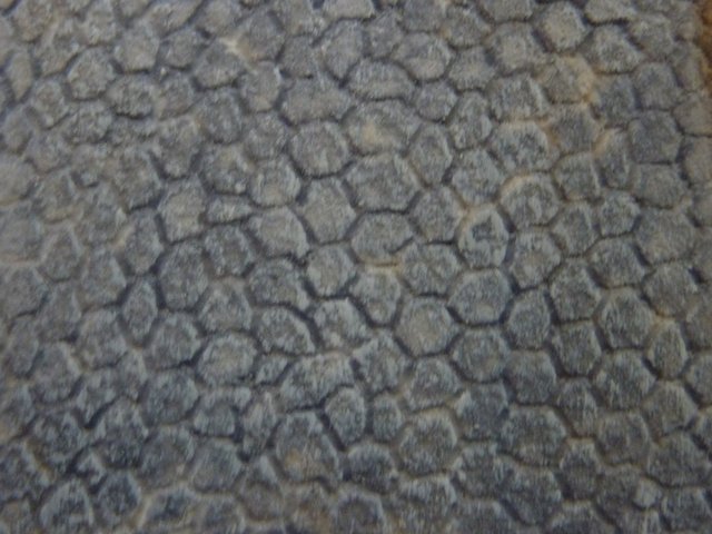 P1030283.JPG