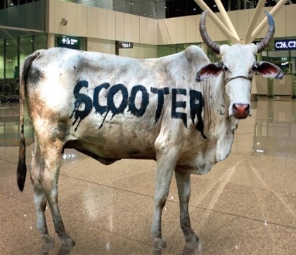 zebu scooter.jpg
