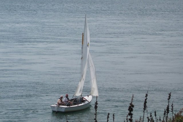 bernard et pelican voile.jpg
