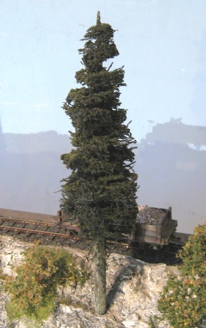 sapin galloping.jpg