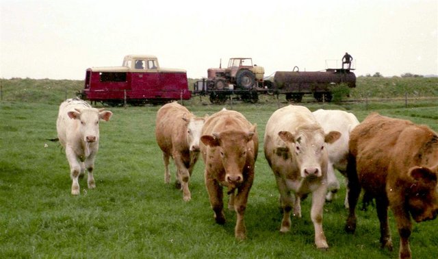 1982 CFBS dÃ©sherbage (7).jpg