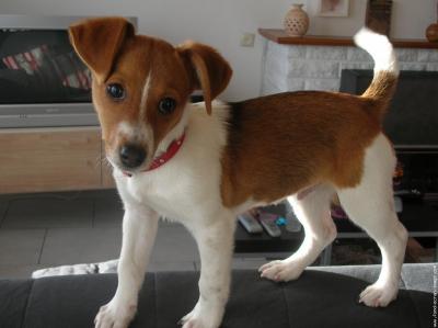 Chien_Jack_Russel_750924468_small.jpg