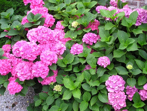 hortensia.jpg