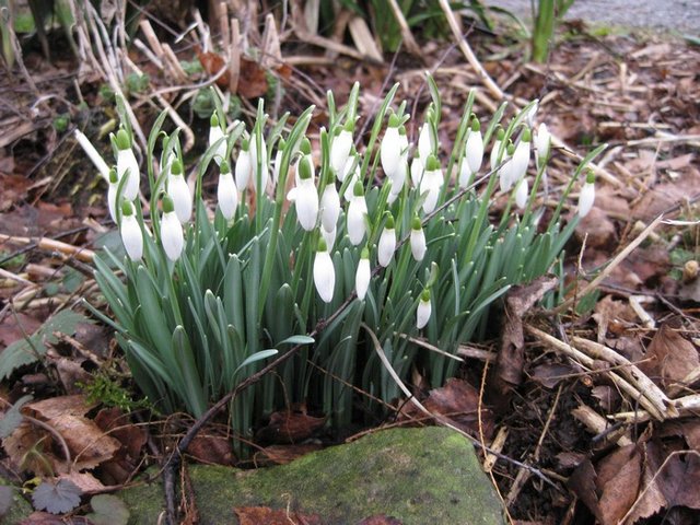 perce neige.jpg