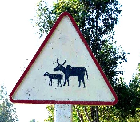 panneau_passage_zebu.jpg