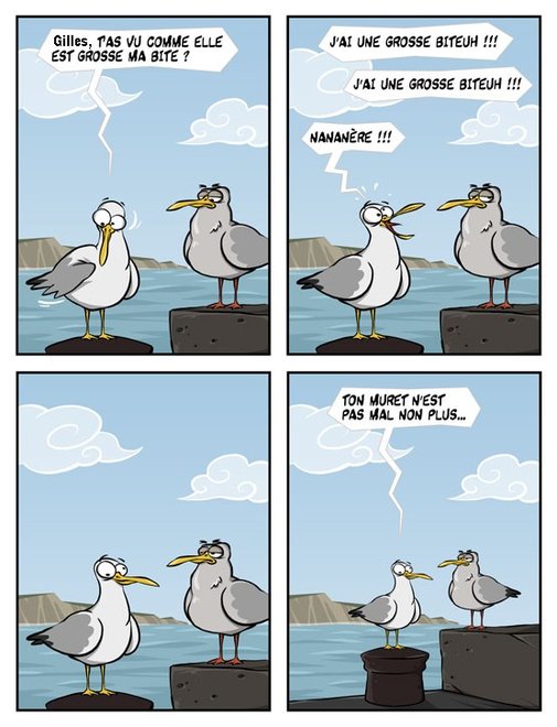 mouettes_001.jpg