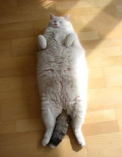 chat-ou-serpillere.jpg