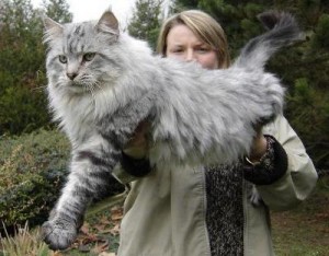 maine-coon-300x234.jpg