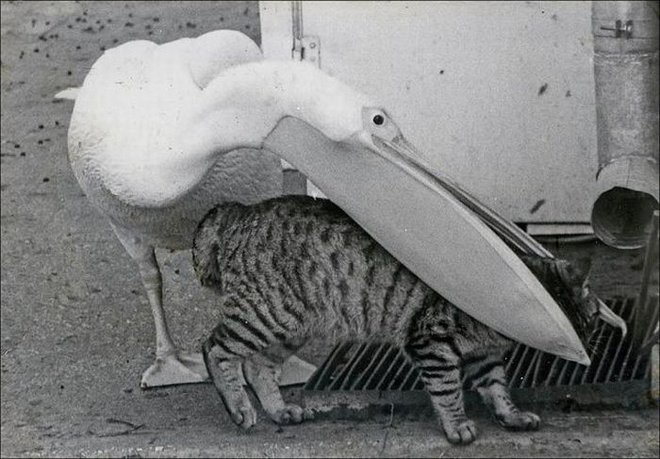 cat pelican.jpg