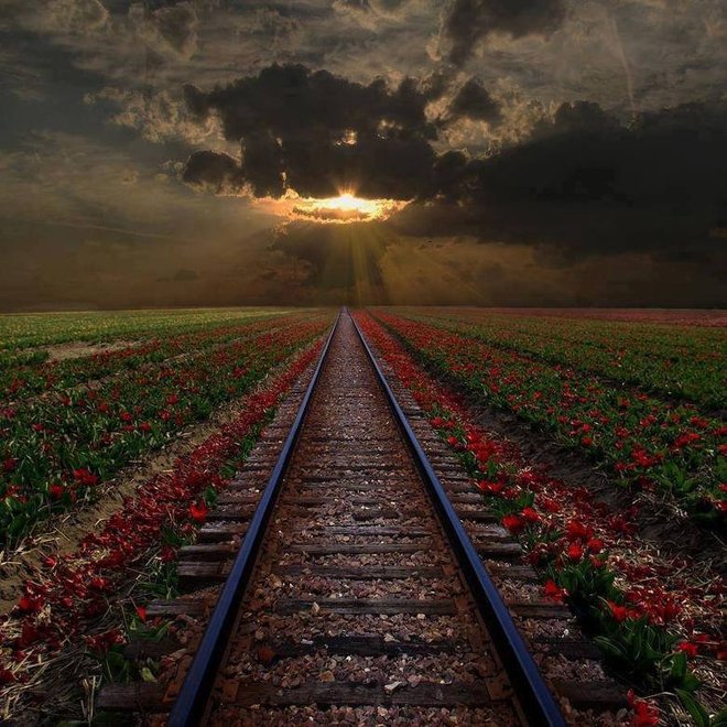 full_rail-train-entoure-fleurs.jpg