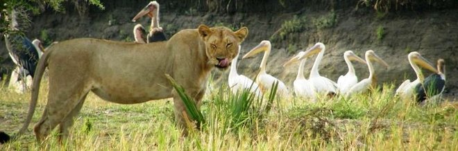 afrique-tanzanie-safari-katavi-lionne-pelican.jpg