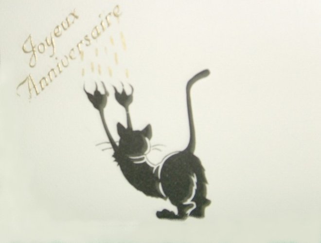 anni chat noir.jpg