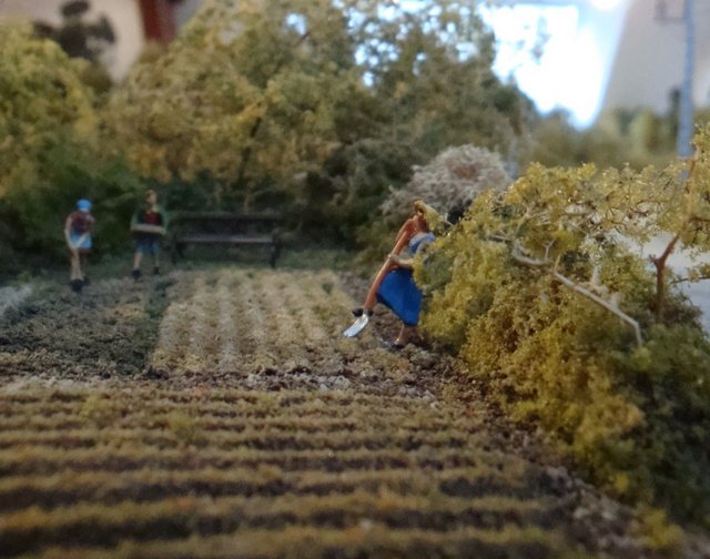 potager 002.jpg