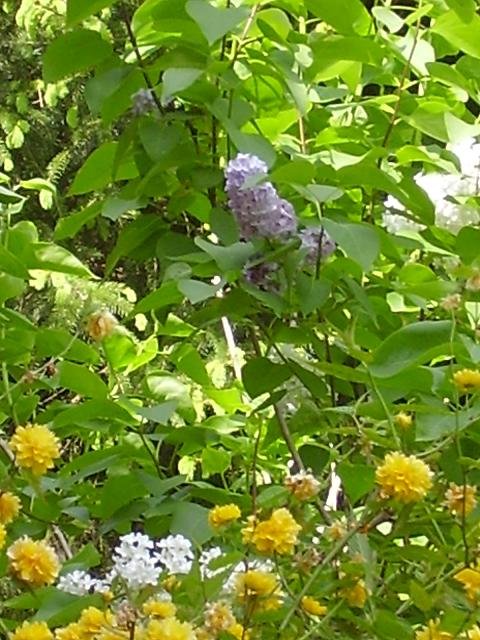 lilas3.JPG