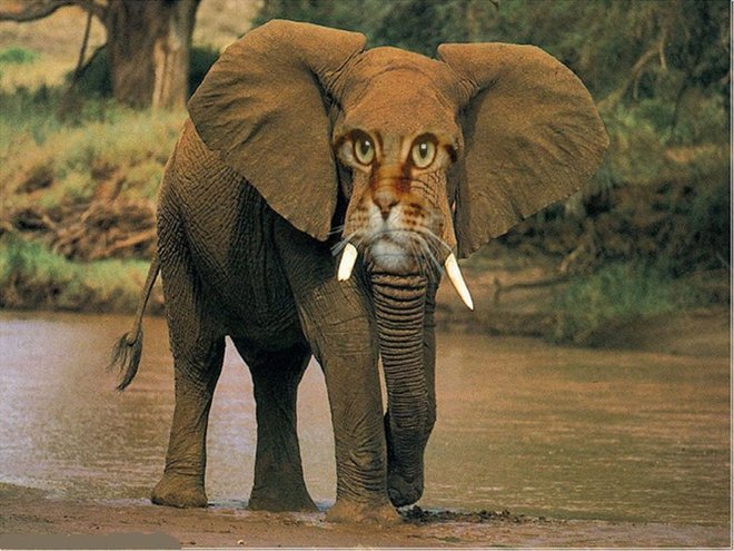 LR Chat éléphant..jpg