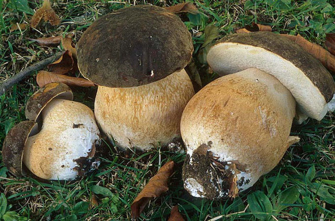 tete de negre1.jpg