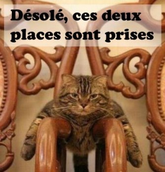 PME Chat entre deux chaises..jpg