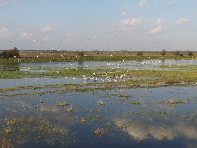 20141009_173836 oiseaux.jpg