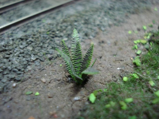 DSC06341.JPG