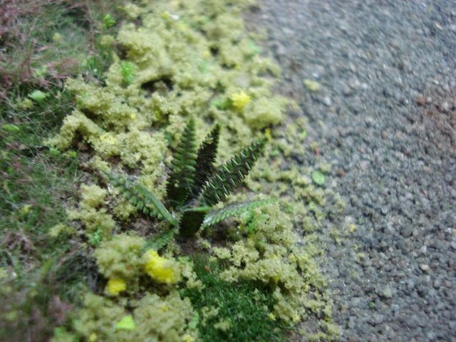 DSC06342.JPG