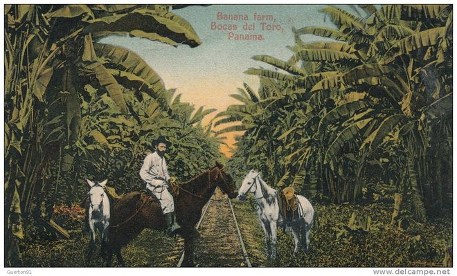PANAMA  BANANA FARM, BOCAS DEL TORO.jpg