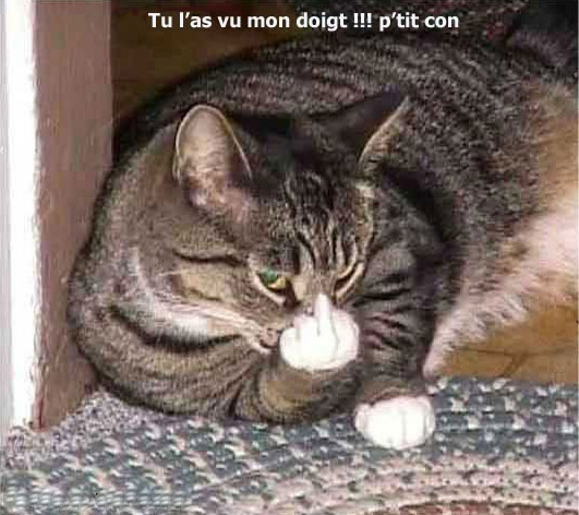 Chat-pas-poli.jpg