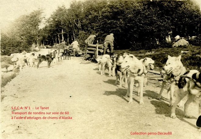 attelages chiens d'Alaska et wagons de bois.jpg