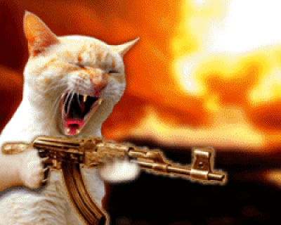 Chat-en-colÃ¨re.gif
