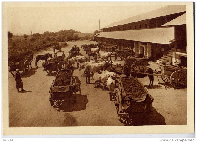 Domaine de La Trappe - Staoueli près Alger - Arrivée des pastières - Algérie.jpg