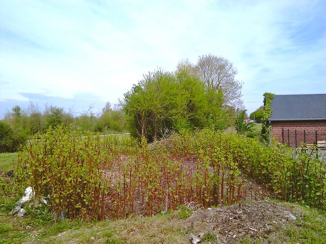 IMAG0423.jpg