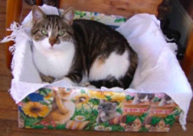 Kitty Mallet.jpg