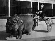 Traction Hippo-mobile.jpg