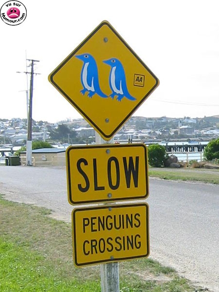 PME Pingouin errant..jpg