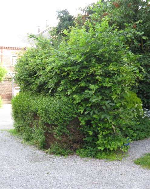 haie avant.jpg