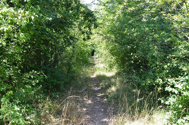 DSC_1379.JPG