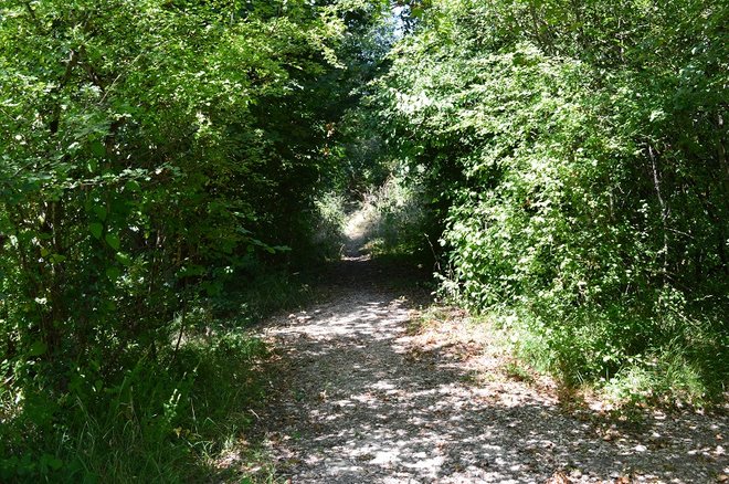 DSC_1377.JPG