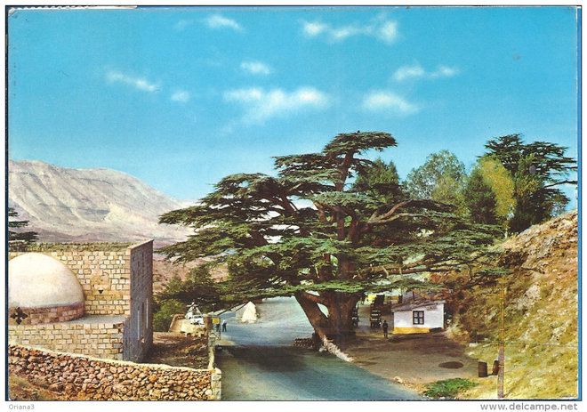82 bis - Liban - Cèdres 1.jpg