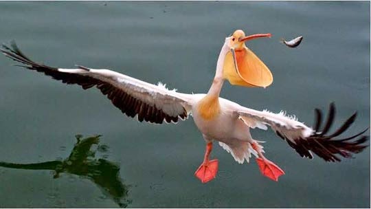 ZOZIAUX Pelican goble en vol_National Geographic[1].jpg