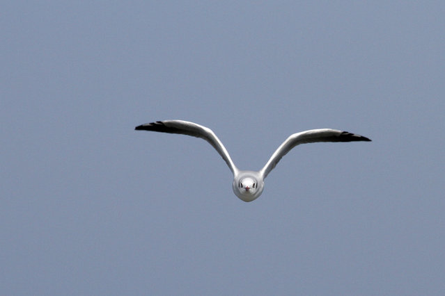 La mouette.jpg