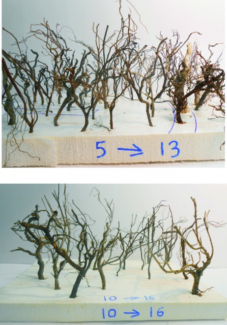 Arbres 1.jpg