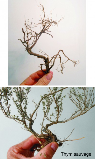 Arbres 3.jpg