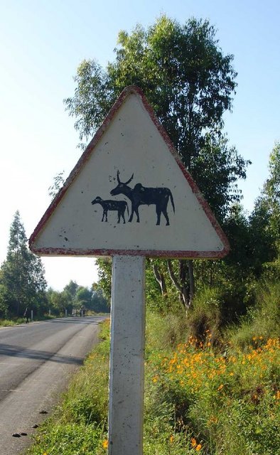 panneau_passage_zebu.jpg