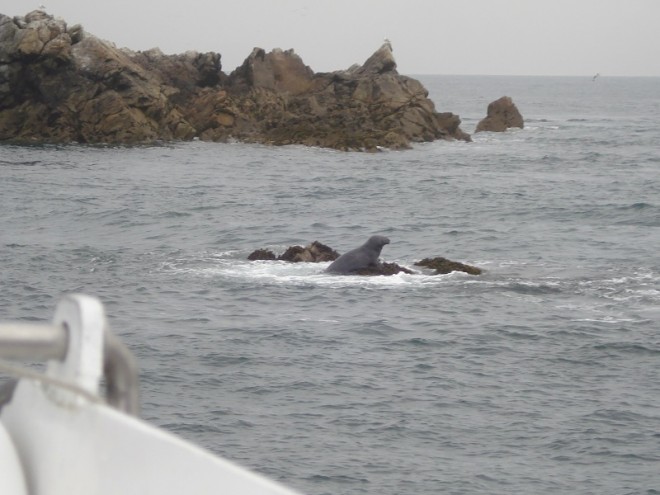 phoque1.jpg