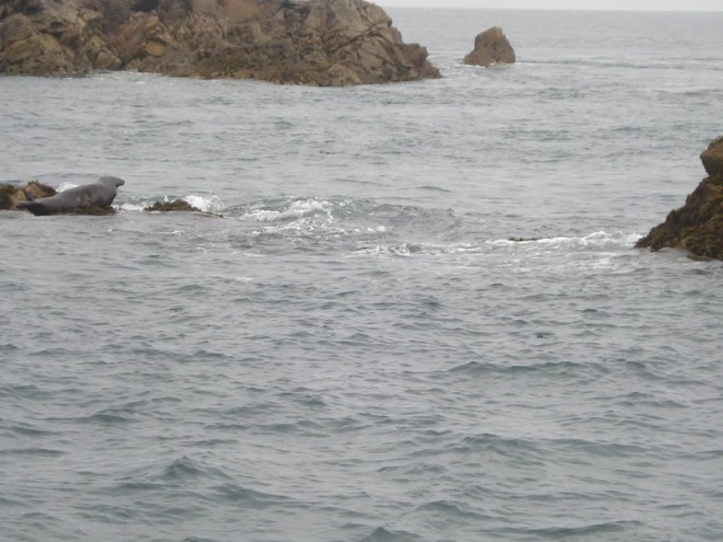 phoque2.jpg