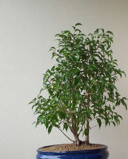 ficus natacha.jpg