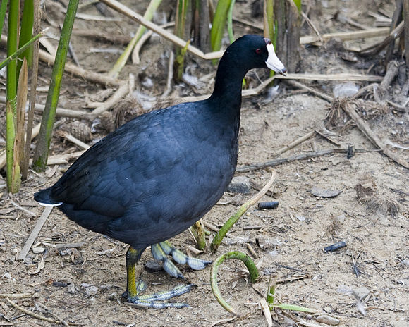 580px-Fulica_americana.jpg