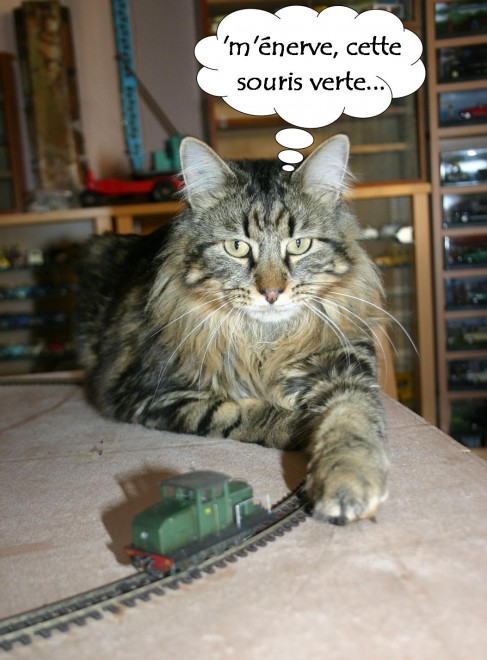Pirouette le chat.jpg